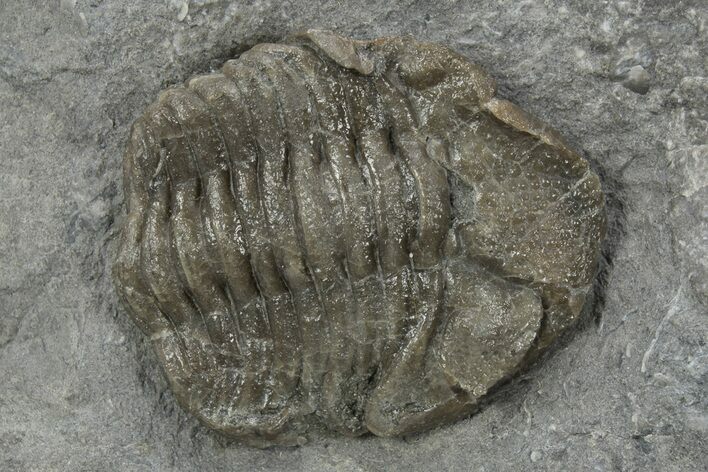 Wide Eldredgeops Trilobite Fossil - Silica Shale, Ohio #191143